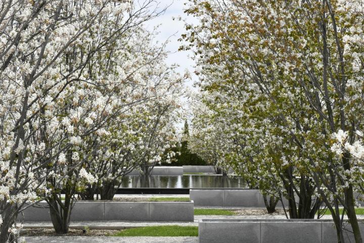 Rows of serviceberry trees create a peaceful area for contemplation in the Aga Khan Park. Photo: Ben Mark Holzberg/Aga Khan Museum.